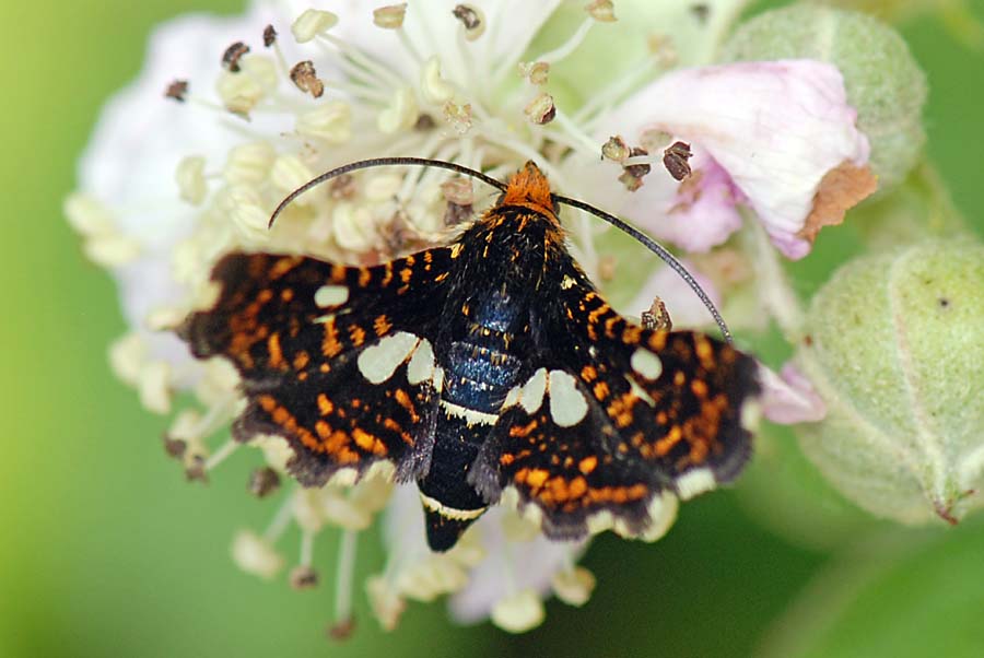 Thyris fenestrella, l''allegra compagnia